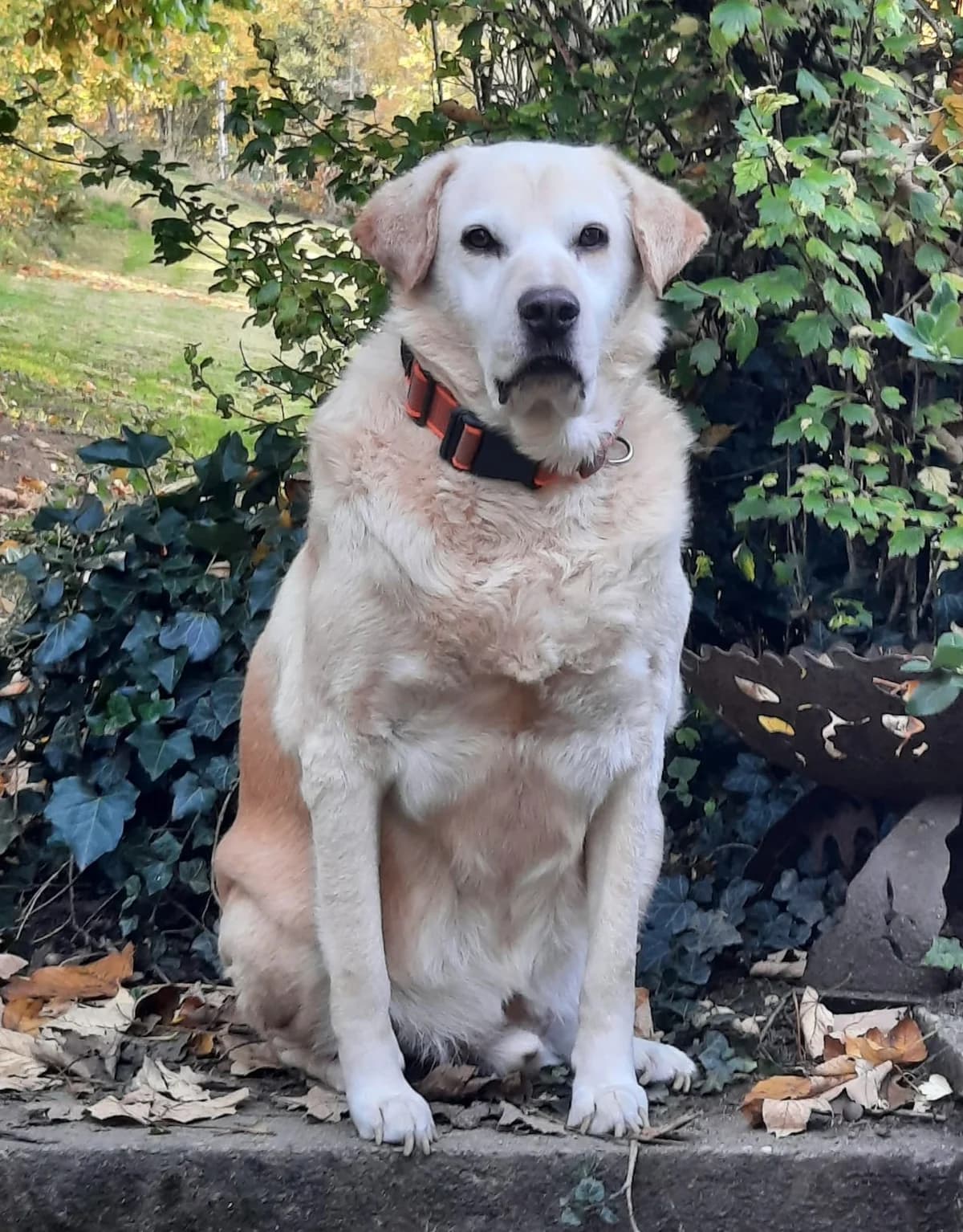 Milan Labrador Mix, male senior Labrador Retriever for adoption at Franz von Assisi Hundenothilfe e.V. (Hunde ohne Lobby), Vilseck