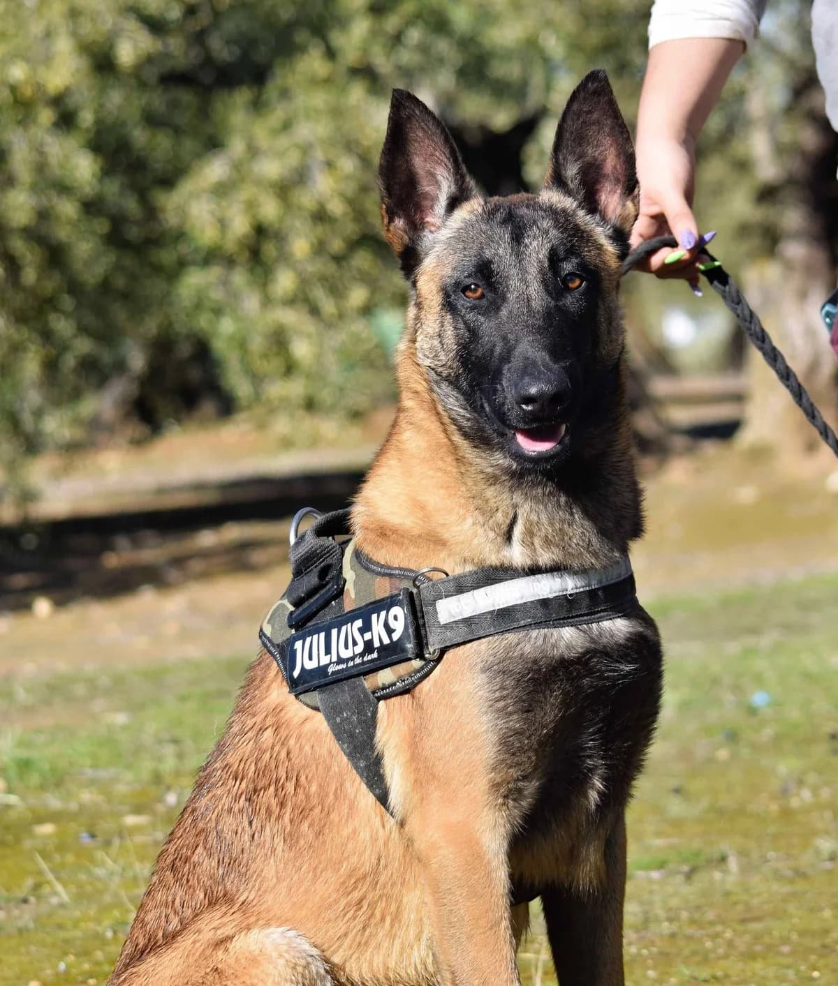 Milan Malinois, male Belgian Malinois for adoption at Franz von Assisi Hundenothilfe e.V. (Hunde ohne Lobby), Vilseck