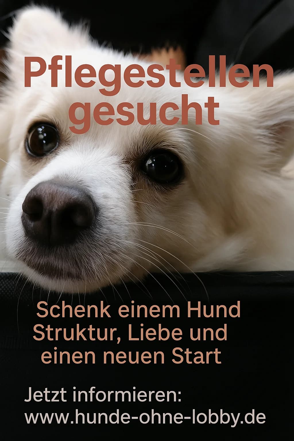 Monty, male young Mixed Breed for adoption at Franz von Assisi Hundenothilfe e.V. (Hunde ohne Lobby), Vilseck