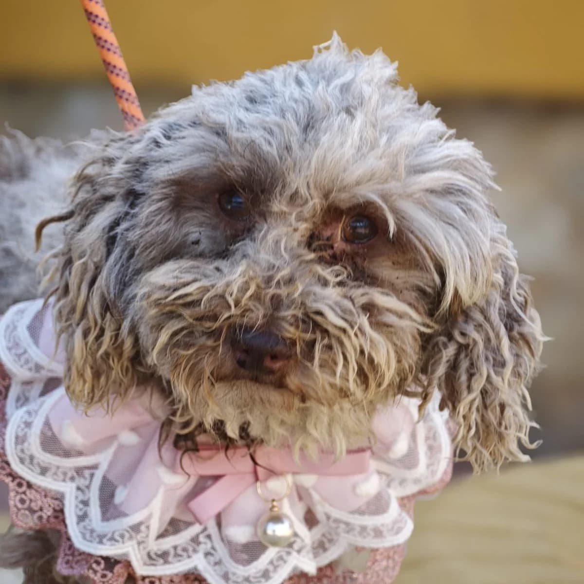 Nala, female 3yo Poodle for adoption at Franz von Assisi Hundenothilfe e.V. (Hunde ohne Lobby), Vilseck