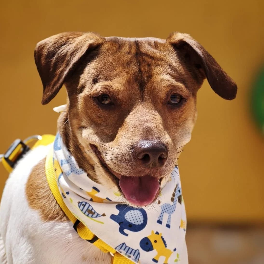 Nando, weiss male 4yo Mixed Breed for adoption at Franz von Assisi Hundenothilfe e.V. (Hunde ohne Lobby), Vilseck