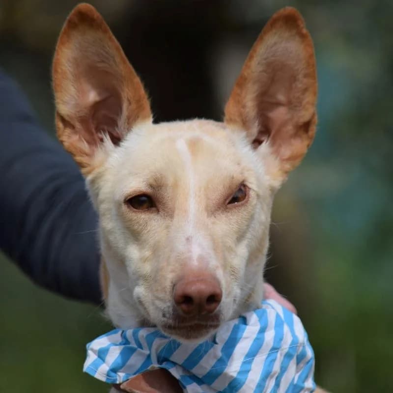 Nefer, male 5yo Podenco for adoption at Franz von Assisi Hundenothilfe e.V. (Hunde ohne Lobby), Vilseck