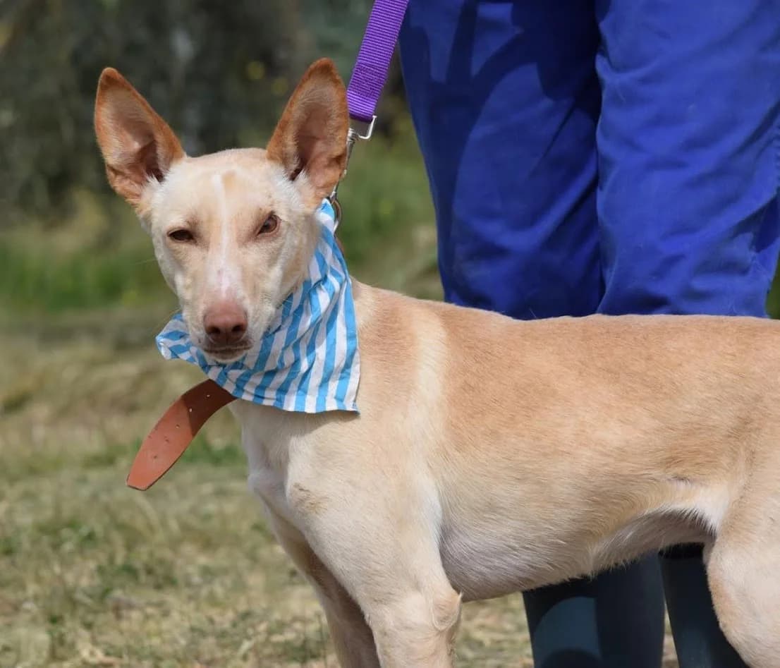 Nefer, male Podenco for adoption at Franz von Assisi Hundenothilfe e.V. (Hunde ohne Lobby), Vilseck