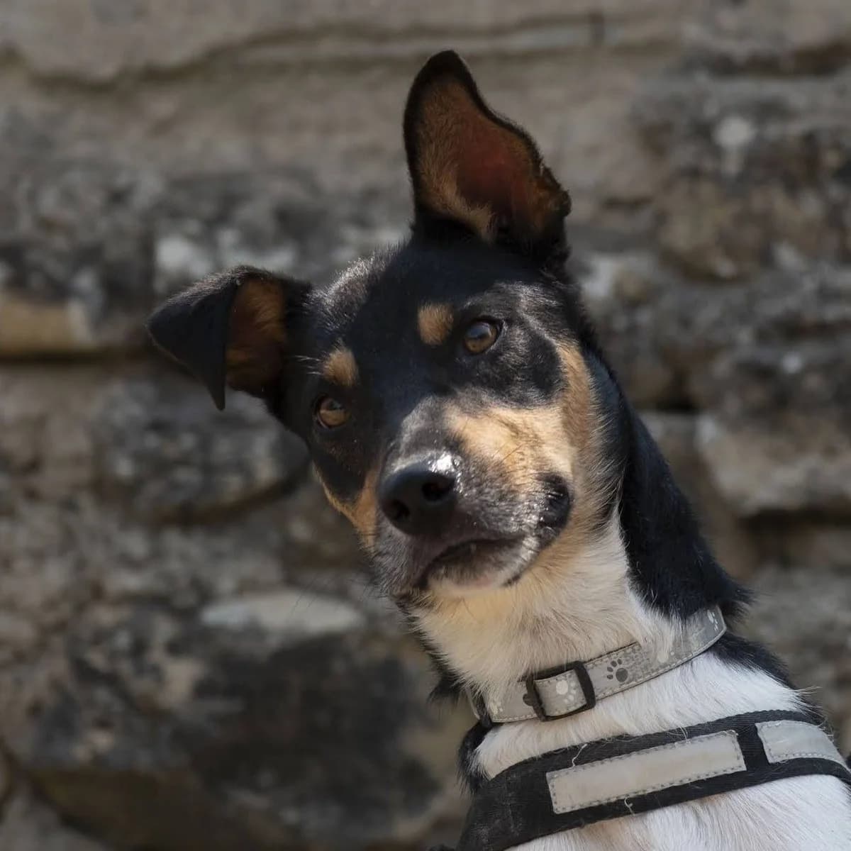 Nemo, male young Mixed Breed for adoption at Franz von Assisi Hundenothilfe e.V. (Hunde ohne Lobby), Vilseck