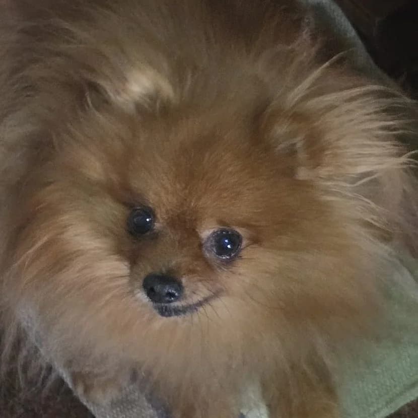 Neni, female senior Pomeranian for adoption at Franz von Assisi Hundenothilfe e.V. (Hunde ohne Lobby), Vilseck