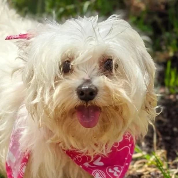 Nube, female young Maltese for adoption at Franz von Assisi Hundenothilfe e.V. (Hunde ohne Lobby), Vilseck
