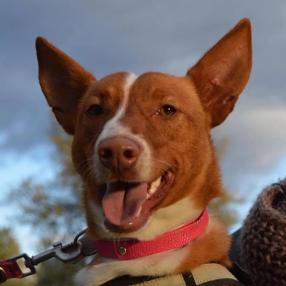 Nube, female 3yo Podenco for adoption at Franz von Assisi Hundenothilfe e.V. (Hunde ohne Lobby), Vilseck