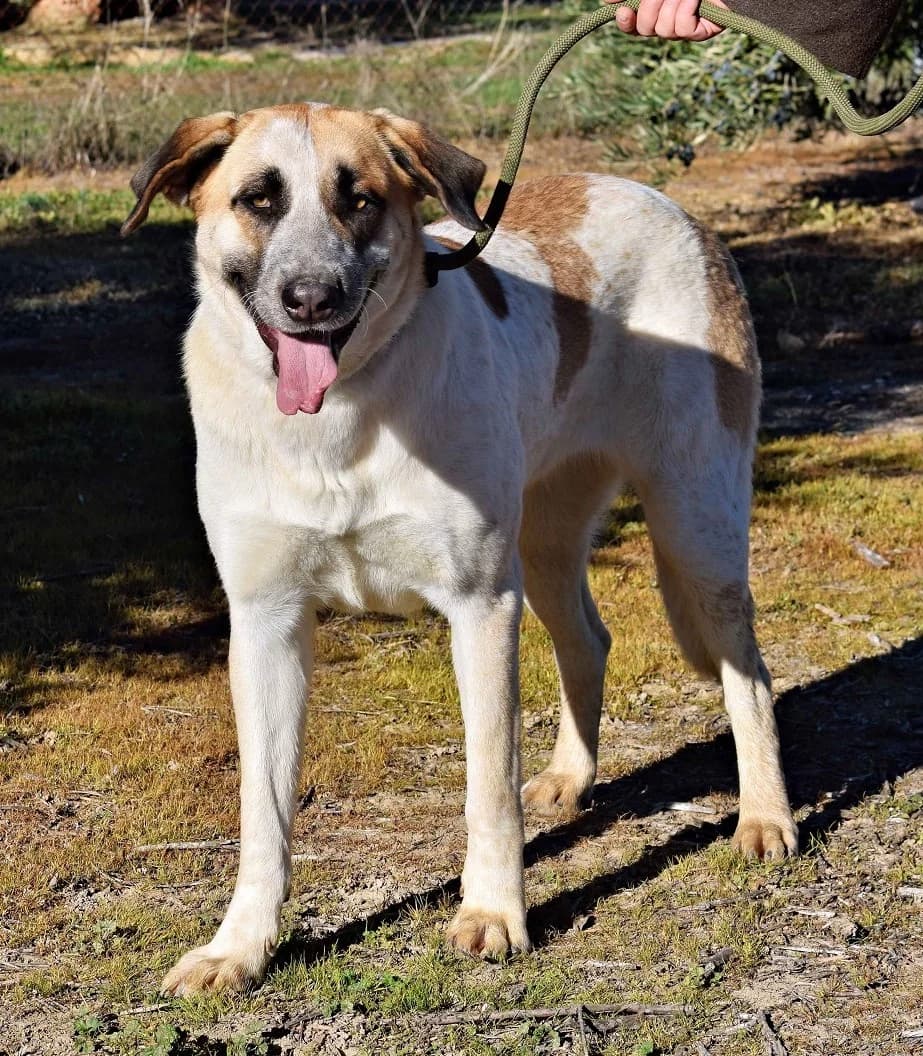 Pastori, female 3yo mixed breed for adoption at Franz von Assisi Hundenothilfe e.V. (Hunde ohne Lobby), Vilseck