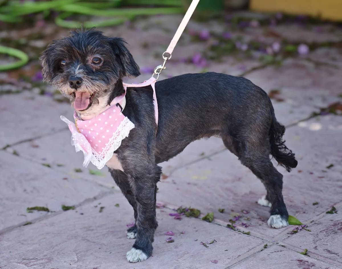 Penny, female 6yo Mixed Breed for adoption at Franz von Assisi Hundenothilfe e.V. (Hunde ohne Lobby), Vilseck
