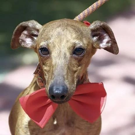 Picolo, male young Italian Greyhound for adoption at Franz von Assisi Hundenothilfe e.V. (Hunde ohne Lobby), Vilseck
