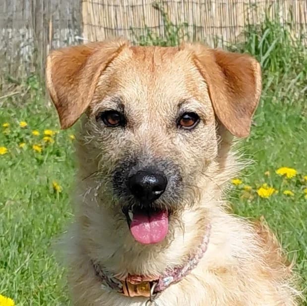 Pina, female 3yo Mixed Breed for adoption at Franz von Assisi Hundenothilfe e.V. (Hunde ohne Lobby), Vilseck