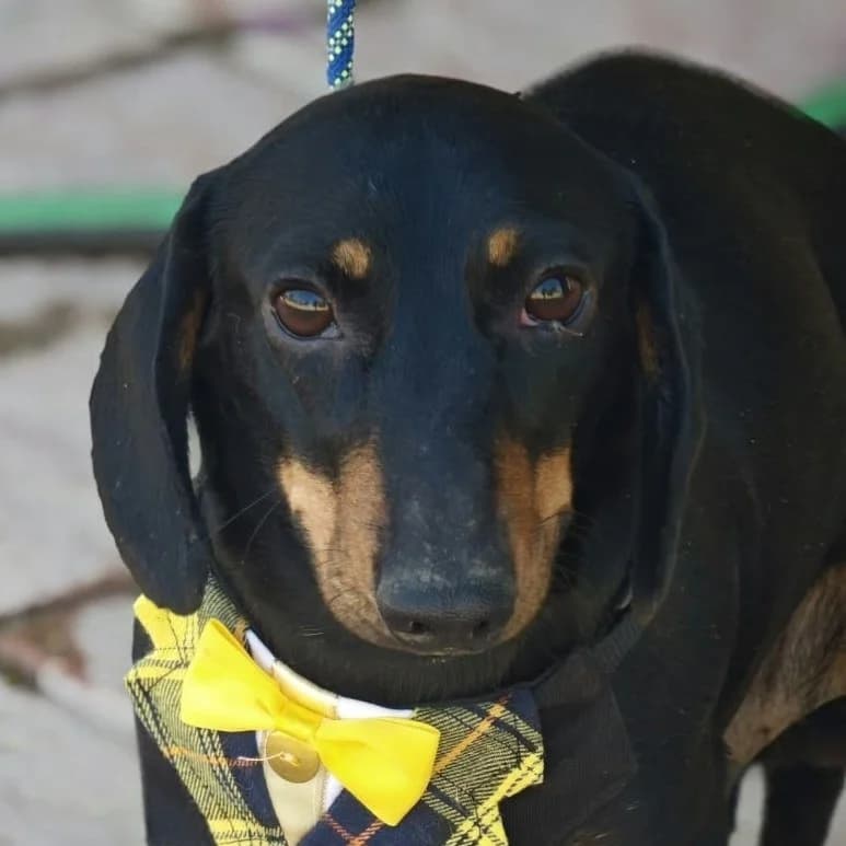 Pipo, male young Dachshund for adoption at Franz von Assisi Hundenothilfe e.V. (Hunde ohne Lobby), Vilseck
