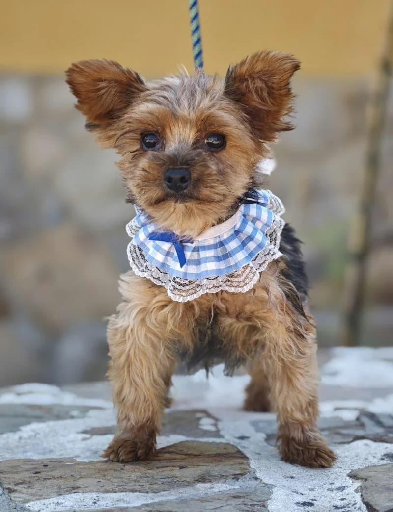Pitufa, female Yorkshire Terrier for adoption at Franz von Assisi Hundenothilfe e.V. (Hunde ohne Lobby), Vilseck
