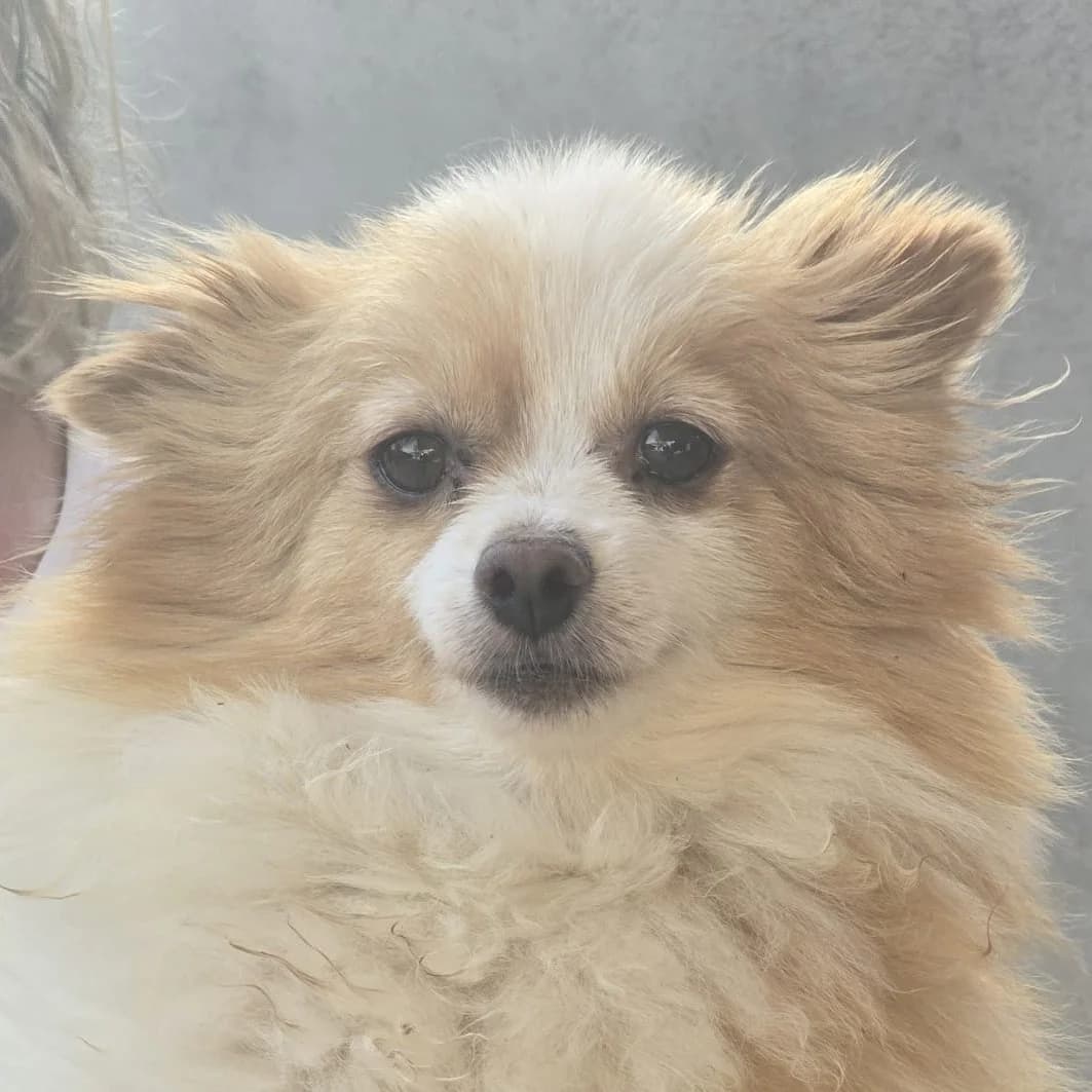 Poli, weiss female 5yo Pomeranian for adoption at Franz von Assisi Hundenothilfe e.V. (Hunde ohne Lobby), Vilseck
