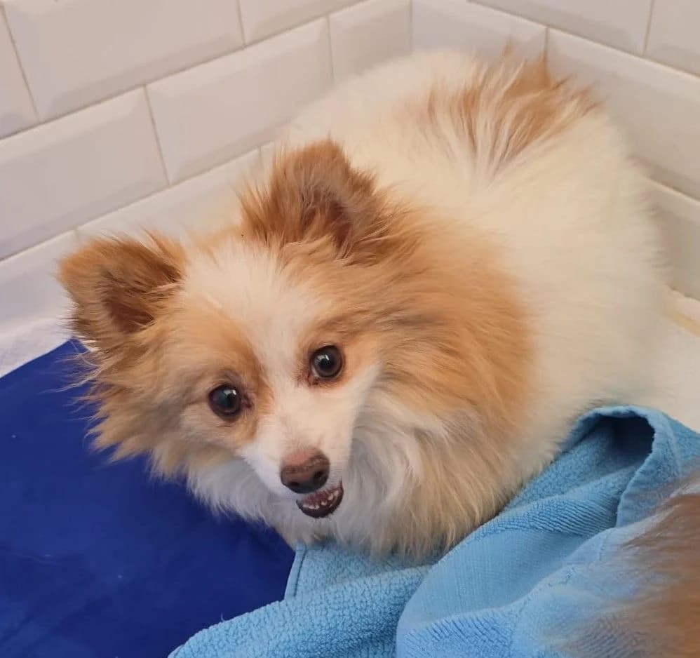 Poli, weiss female Pomeranian for adoption at Franz von Assisi Hundenothilfe e.V. (Hunde ohne Lobby), Vilseck