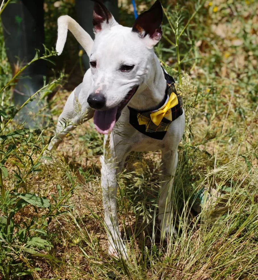 Rambo, male young Mixed Breed for adoption at Franz von Assisi Hundenothilfe e.V. (Hunde ohne Lobby), Vilseck