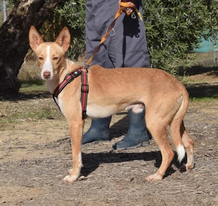 Rayo, male young Podenco for adoption at Franz von Assisi Hundenothilfe e.V. (Hunde ohne Lobby), Vilseck