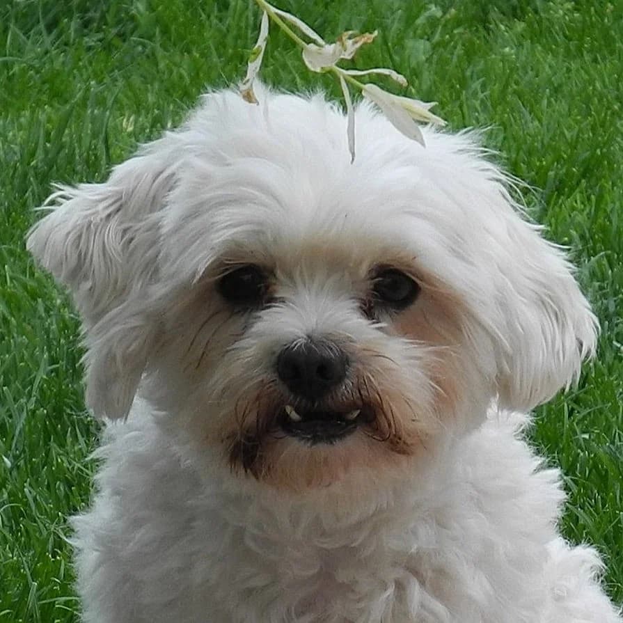 Rubi, female senior Maltese for adoption at Franz von Assisi Hundenothilfe e.V. (Hunde ohne Lobby), Vilseck