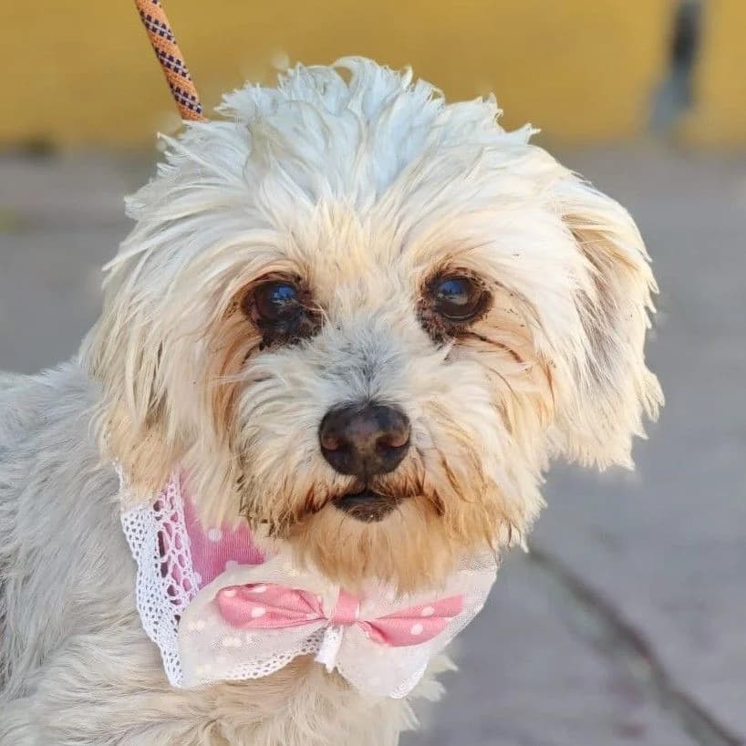 Rubi, female senior Maltese for adoption at Franz von Assisi Hundenothilfe e.V. (Hunde ohne Lobby), Vilseck