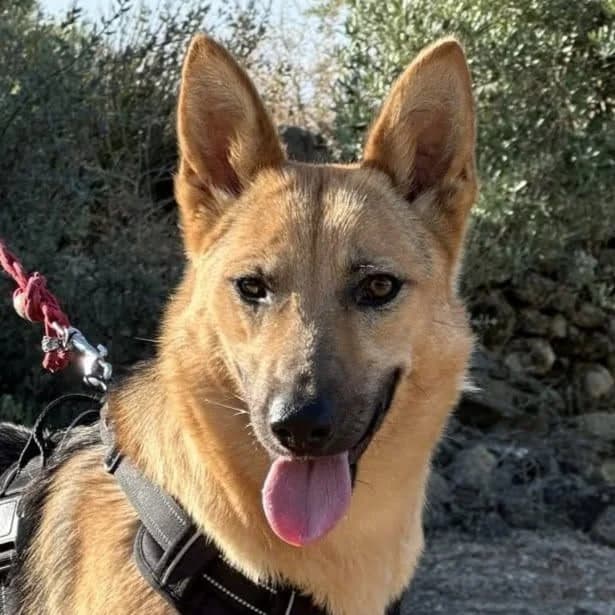 Rubi, female young German Shepherd for adoption at Franz von Assisi Hundenothilfe e.V. (Hunde ohne Lobby), Vilseck