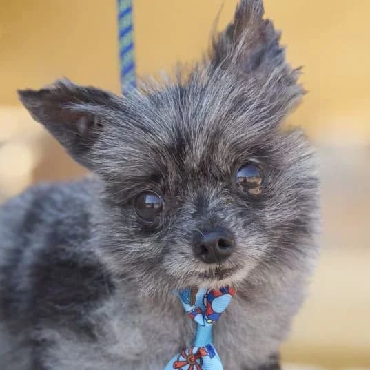 Rufo, male 4yo Pomeranian for adoption at Franz von Assisi Hundenothilfe e.V. (Hunde ohne Lobby), Vilseck