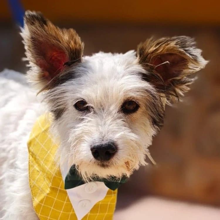 Santos, male young Mixed Breed for adoption at Franz von Assisi Hundenothilfe e.V. (Hunde ohne Lobby), Vilseck