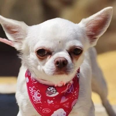 Sira, female 3yo Chihuahua for adoption at Franz von Assisi Hundenothilfe e.V. (Hunde ohne Lobby), Vilseck