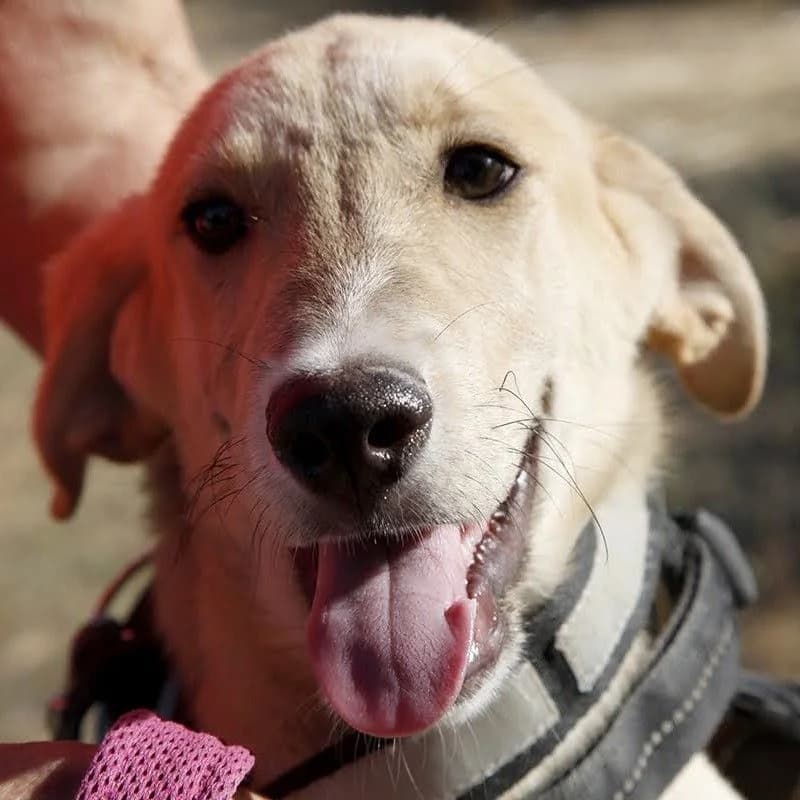 Sol, puppy Mixed Breed for adoption at Franz von Assisi Hundenothilfe e.V. (Hunde ohne Lobby), Vilseck
