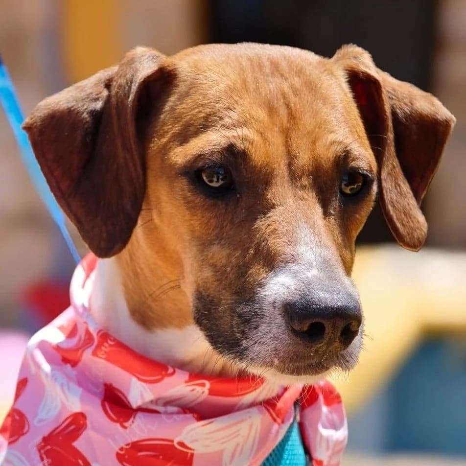 Susi, weiss female 3yo Mixed Breed for adoption at Franz von Assisi Hundenothilfe e.V. (Hunde ohne Lobby), Vilseck