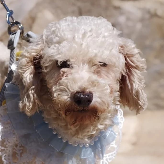 Susi, female young Poodle for adoption at Franz von Assisi Hundenothilfe e.V. (Hunde ohne Lobby), Vilseck