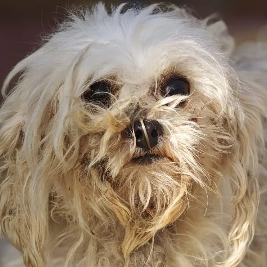 Tati, female young Maltese for adoption at Franz von Assisi Hundenothilfe e.V. (Hunde ohne Lobby), Vilseck