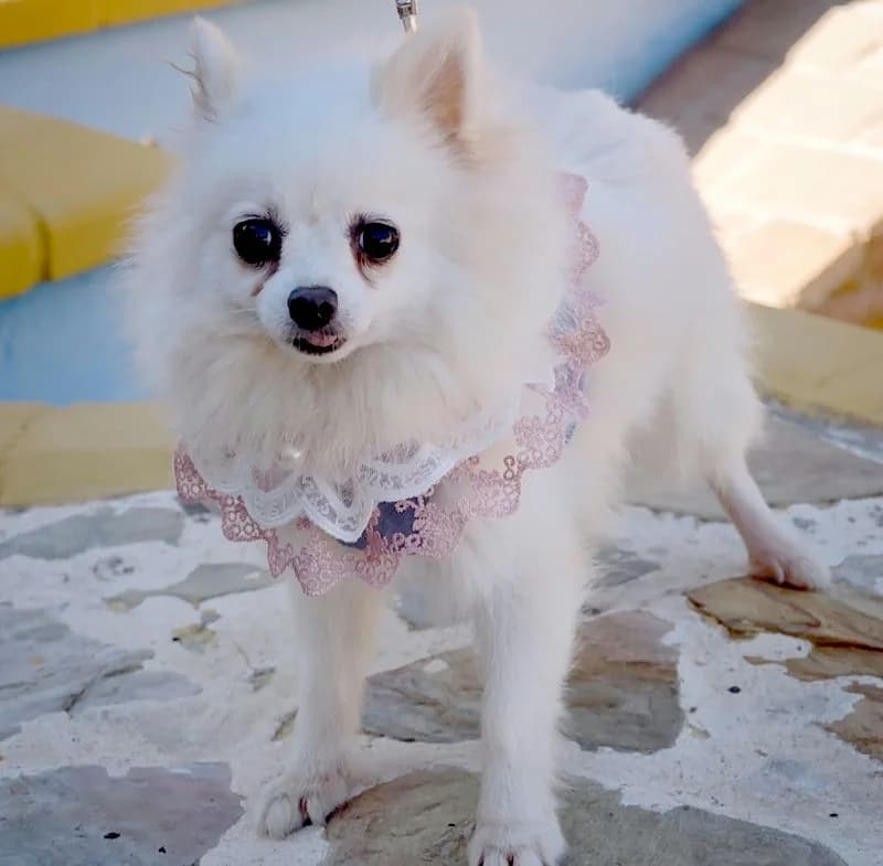 Taza, female Pomeranian for adoption at Franz von Assisi Hundenothilfe e.V. (Hunde ohne Lobby), Vilseck