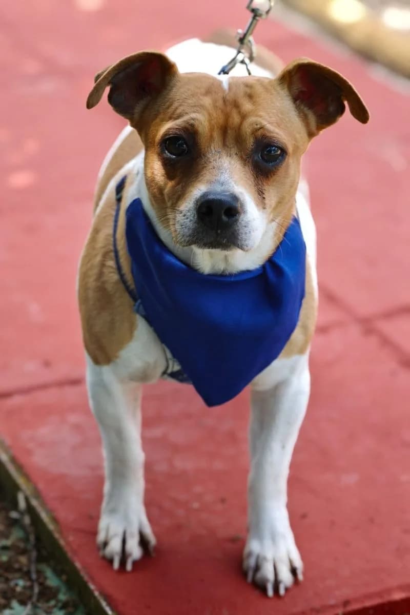 Tequila, male Mixed Breed for adoption at Franz von Assisi Hundenothilfe e.V. (Hunde ohne Lobby), Vilseck