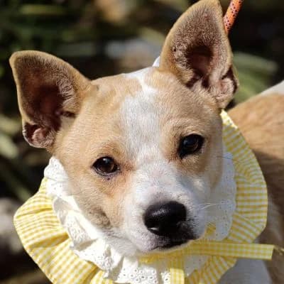 Timmy, puppy Mixed Breed for adoption at Franz von Assisi Hundenothilfe e.V. (Hunde ohne Lobby), Vilseck