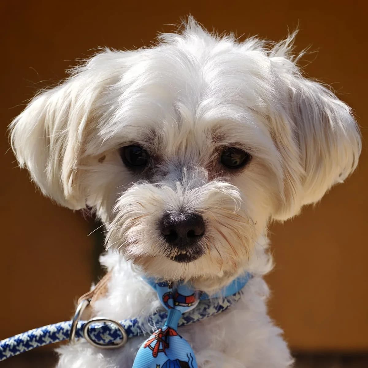Tito, male young Maltese for adoption at Franz von Assisi Hundenothilfe e.V. (Hunde ohne Lobby), Vilseck