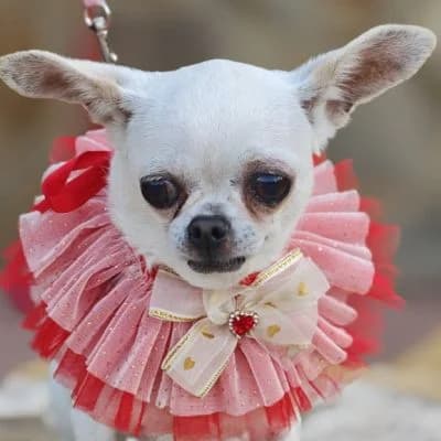 Toffe, female 3yo Chihuahua for adoption at Franz von Assisi Hundenothilfe e.V. (Hunde ohne Lobby), Vilseck