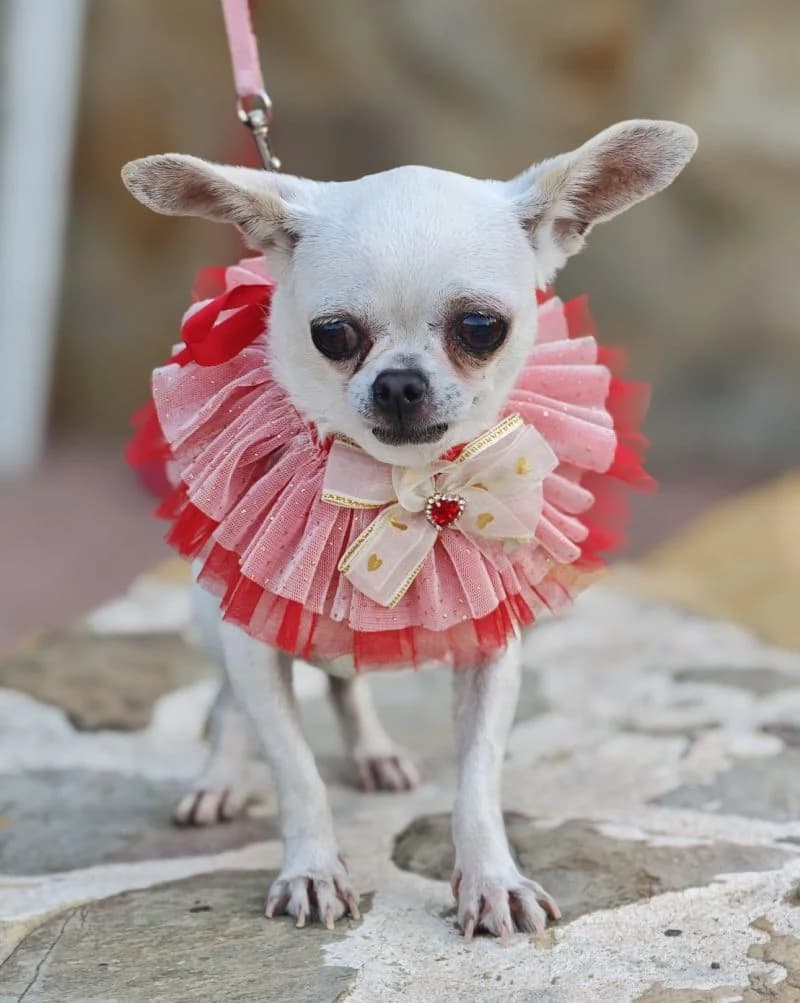 Toffe, female Chihuahua for adoption at Franz von Assisi Hundenothilfe e.V. (Hunde ohne Lobby), Vilseck