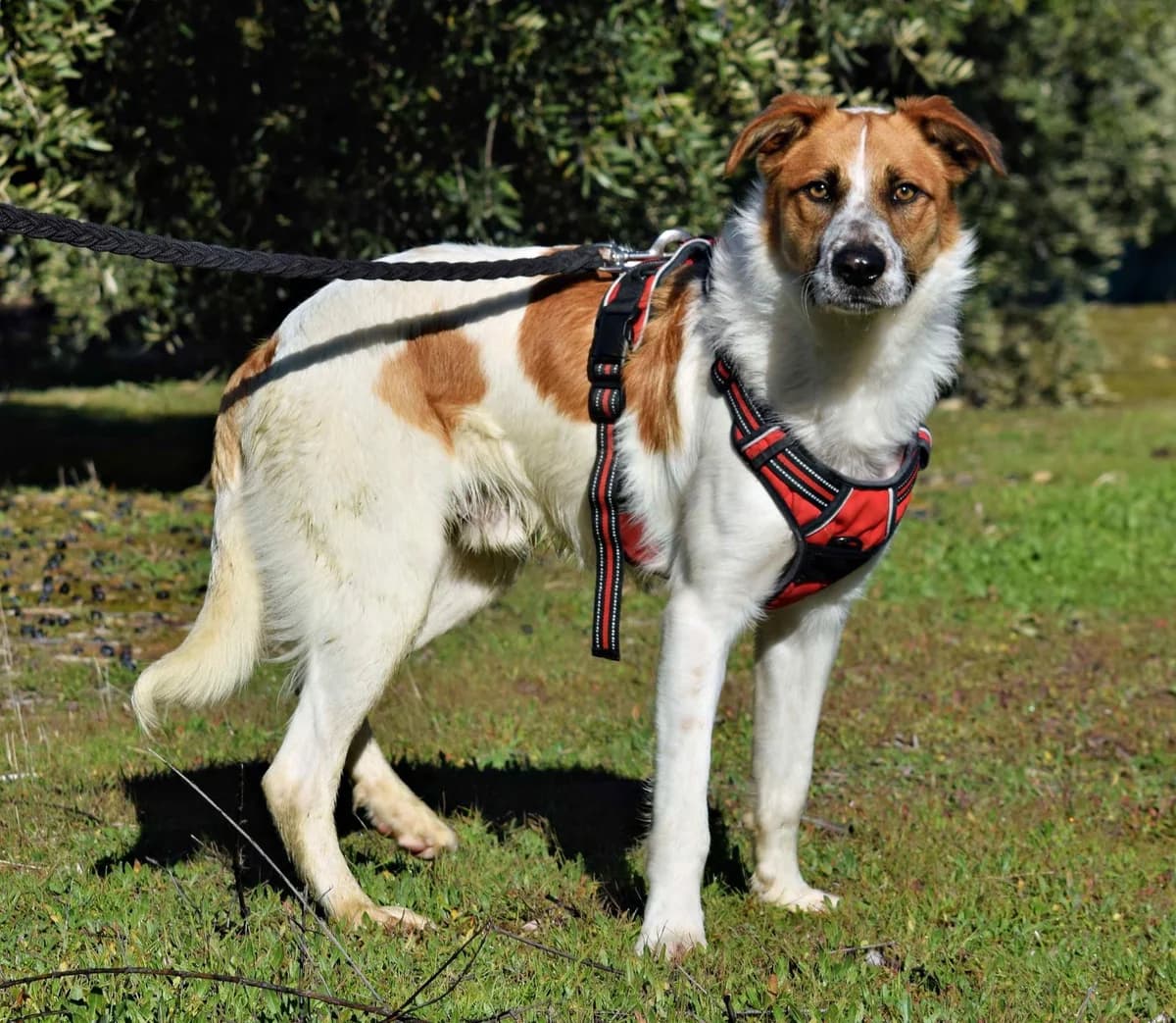 Tommy, male young Mixed Breed for adoption at Franz von Assisi Hundenothilfe e.V. (Hunde ohne Lobby), Vilseck