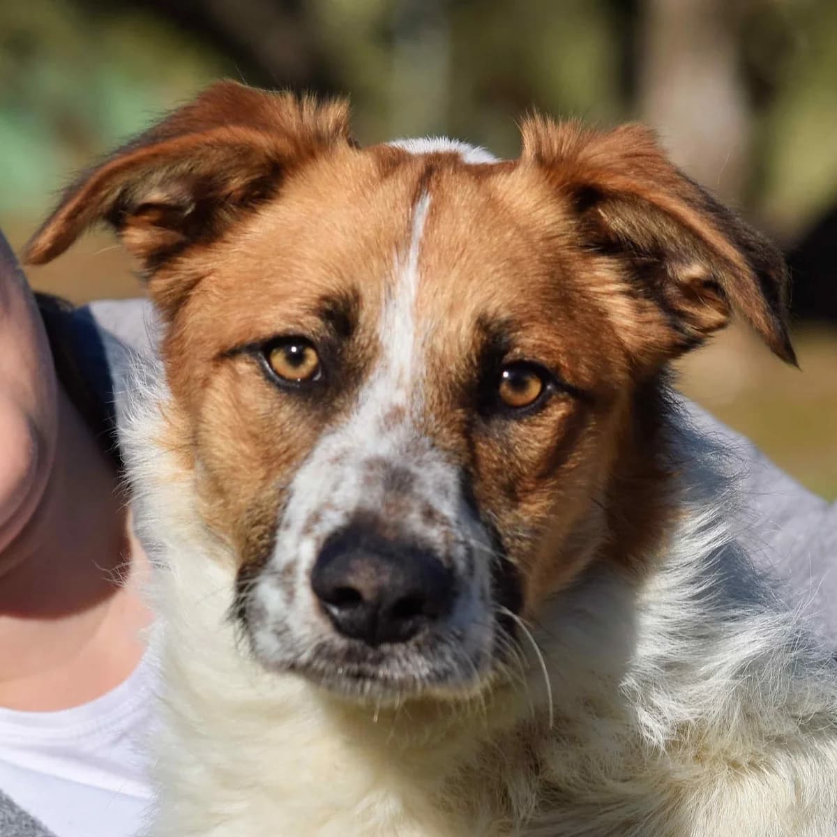 Tommy, male young Mixed Breed for adoption at Franz von Assisi Hundenothilfe e.V. (Hunde ohne Lobby), Vilseck