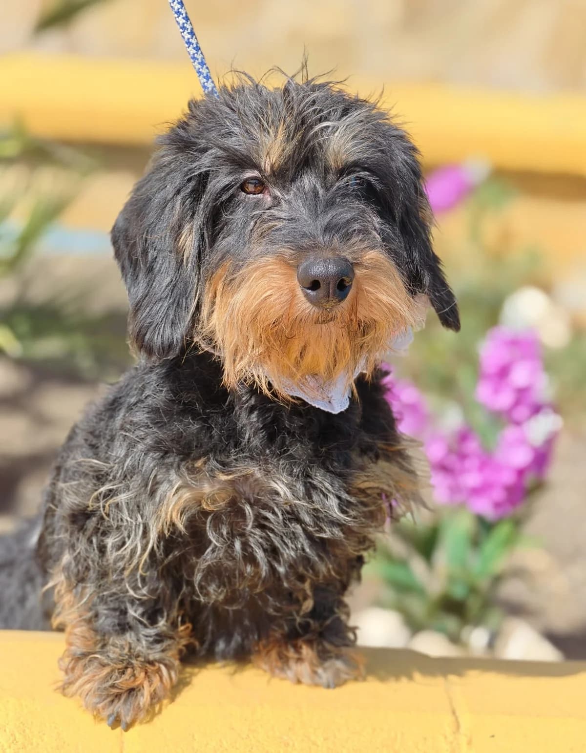 Tyna, female puppy Mixed Breed for adoption at Franz von Assisi Hundenothilfe e.V. (Hunde ohne Lobby), Vilseck