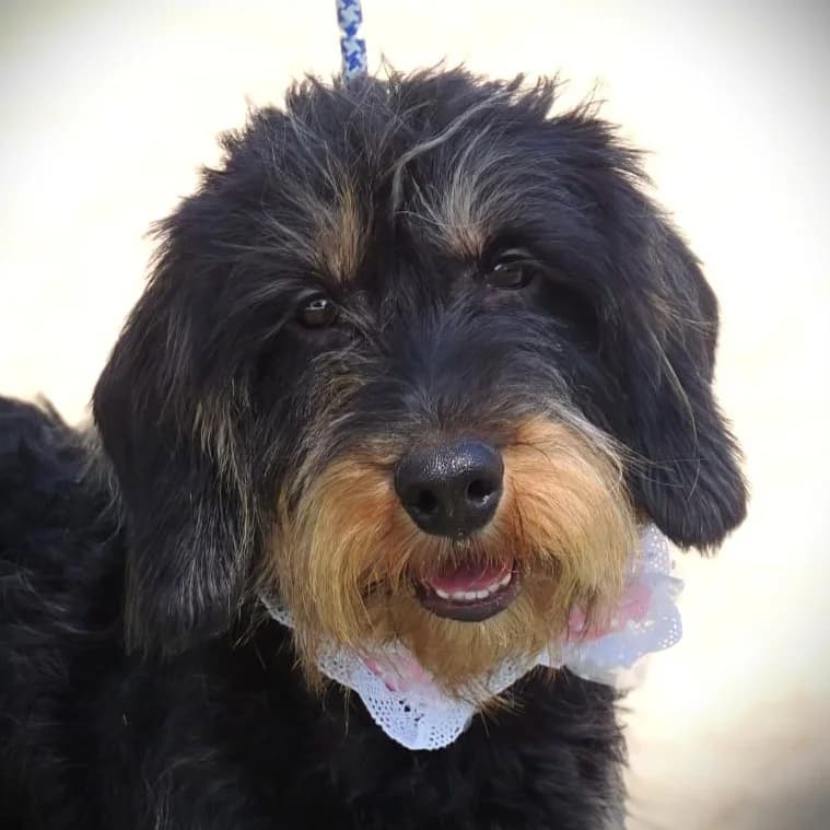 Tyna, female 3yo Dachshund for adoption at Franz von Assisi Hundenothilfe e.V. (Hunde ohne Lobby), Vilseck