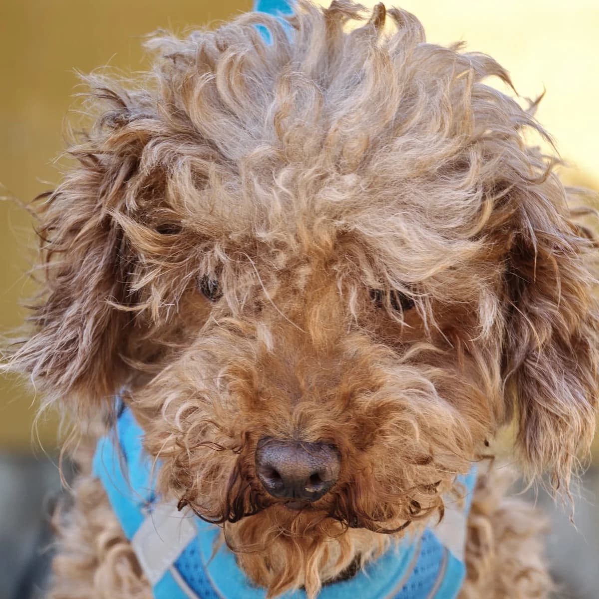 Vega, female 7yo Poodle for adoption at Franz von Assisi Hundenothilfe e.V. (Hunde ohne Lobby), Vilseck