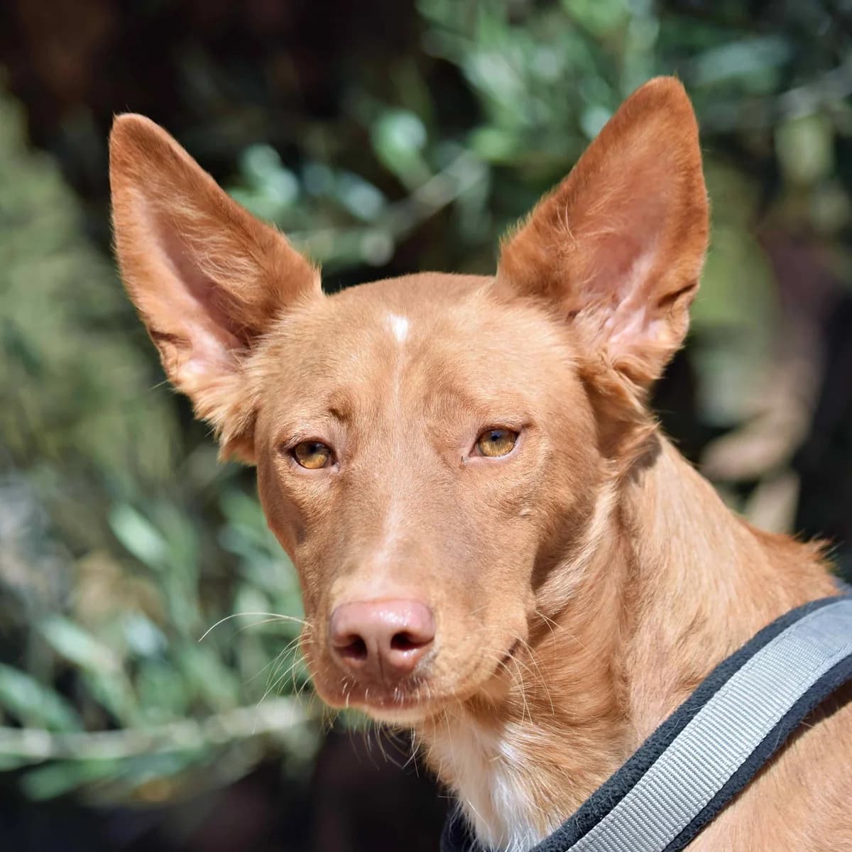 Whisky, female 4yo Podenco for adoption at Franz von Assisi Hundenothilfe e.V. (Hunde ohne Lobby), Vilseck