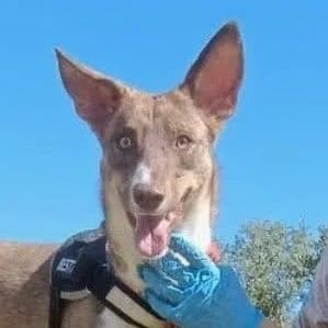 Will, male young Podenco for adoption at Franz von Assisi Hundenothilfe e.V. (Hunde ohne Lobby), Vilseck