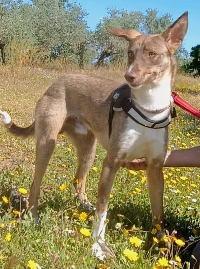 Will, male young Podenco for adoption at Franz von Assisi Hundenothilfe e.V. (Hunde ohne Lobby), Vilseck