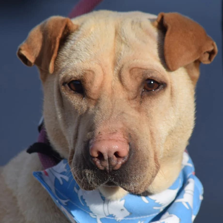 Yoli, female senior Mixed Breed for adoption at Franz von Assisi Hundenothilfe e.V. (Hunde ohne Lobby), Vilseck
