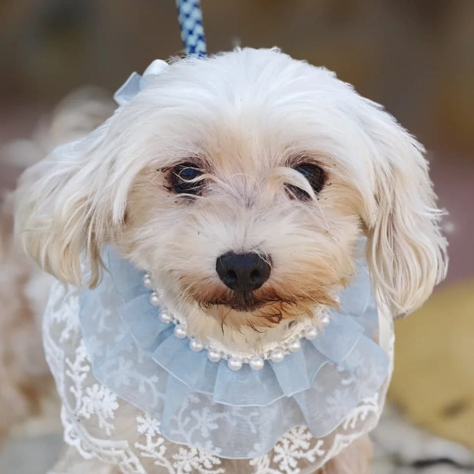 Zendra, female 3yo Maltese for adoption at Franz von Assisi Hundenothilfe e.V. (Hunde ohne Lobby), Vilseck