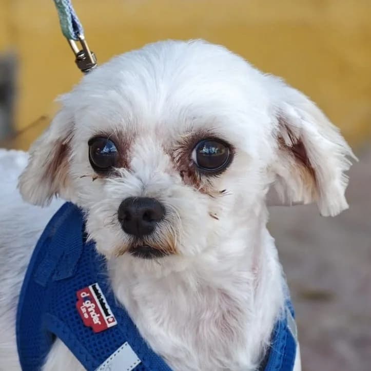 Zita, female 4yo Maltese for adoption at Franz von Assisi Hundenothilfe e.V. (Hunde ohne Lobby), Vilseck