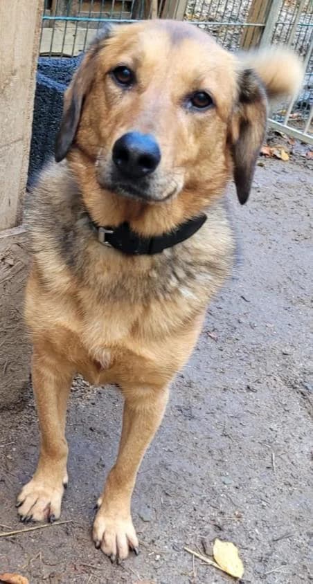 Bonny, female senior Labrador Retriever for adoption at Hunde SOS Oberberg e.V.