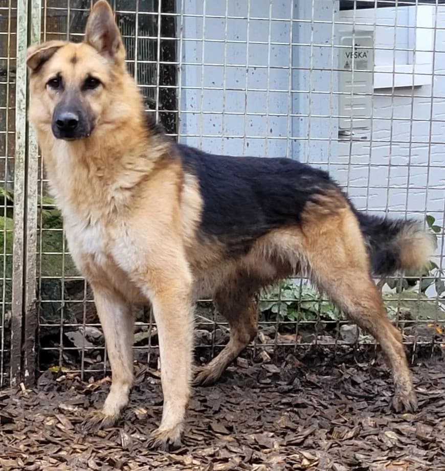 Buddy, male 6yo German Shepherd for adoption at Hunde SOS Oberberg e.V.